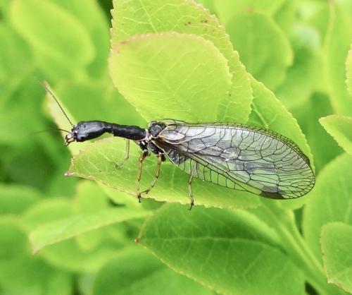 Phaeostigma sp.